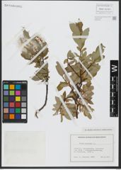 Foto von Salix hastata L.